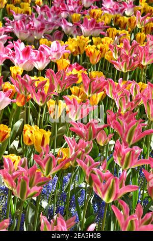 Gros plan de tulipes multicolores sur le terrain. Mise au point sélective. Banque D'Images