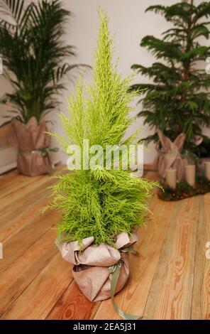 Maison intérieure verte en pot. Plante poussant dans le semoir. Floriculture Banque D'Images