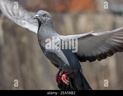 Mouvement scène de pigeon volant dans l'air isolé En arrière-plan Banque D'Images