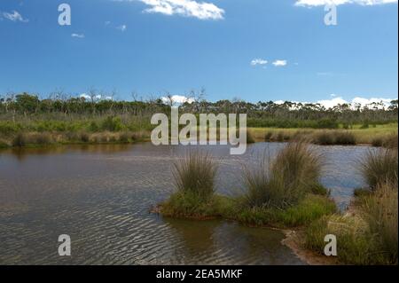 Un étang à vent dans les terres humides de Warringine, près de Hastings, à Victoria, en Australie. Les vents sifflent à travers les marais - sans rien pour les arrêter! Banque D'Images