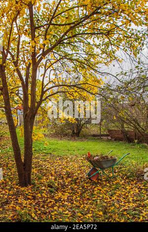 Une brouette de jardin qui reste sous un arbre d'automne coloré avec des feuilles jaunes. Concept préparant le jardin pour la saison d'hiver Banque D'Images