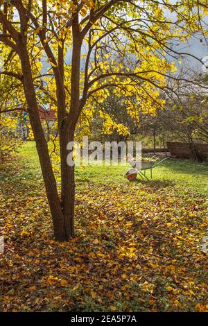 Une brouette de jardin qui reste sous un arbre d'automne coloré avec des feuilles jaunes. Concept préparant le jardin pour la saison d'hiver Banque D'Images