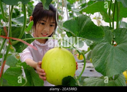 Une jeune fille asiatique mignonne cueillir un melon jaune mûr bio dans une ferme. Banque D'Images