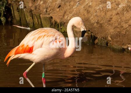 Flamingo du Chili (Phoenicopterus chilensis) Un flamant chilien unique marchant dans l'eau avec un sombre fond vert et marron Banque D'Images