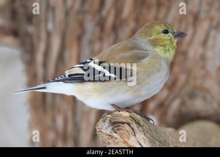 Winter Goldfinch assis sur une succursale en hiver, Québec, Canada Banque D'Images