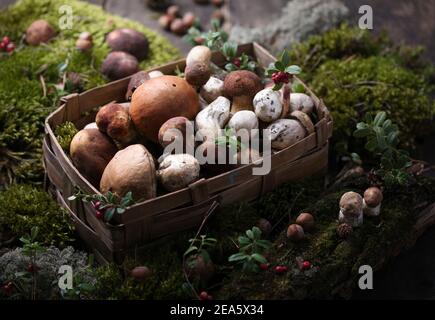 Boletus de champignons sur fond en bois. Champignons CEP d'automne. CEPS Boletus edulis sur fond de bois, gros plan sur table rustique en bois. Traiteur de cuisine Banque D'Images