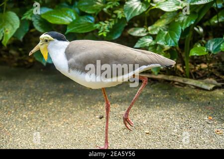 Une image de gros plan de lapwing masquée. C'est un grand oiseau, commun et ostentatoire originaire d'Australie. Banque D'Images