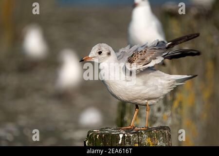 mouette juvénile étalant les ailes debout sur un poteau en bois Banque D'Images