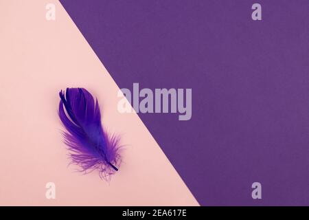 Arrière-plan géométrique abstrait de couleur rose pastel et pourpre avec plume violette. Copier l'espace pour la conception. Banque D'Images