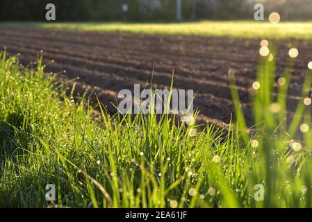 Tiges vertes de grain émergent avec des gouttes de rosée du matin. Printemps dans la campagne. La rosée tombe au soleil. Champs verts. Banque D'Images