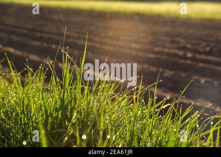 Tiges vertes de grain émergent avec des gouttes de rosée du matin. Printemps dans la campagne. La rosée tombe au soleil. Champs verts. Banque D'Images