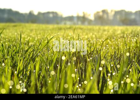 Tiges vertes de grain émergent avec des gouttes de rosée du matin. Printemps dans la campagne. La rosée tombe au soleil. Champs verts. Banque D'Images