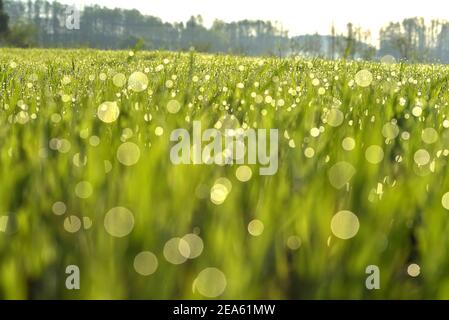 Tiges vertes de grain émergent avec des gouttes de rosée du matin. Printemps dans la campagne. La rosée tombe au soleil. Champs verts. Banque D'Images