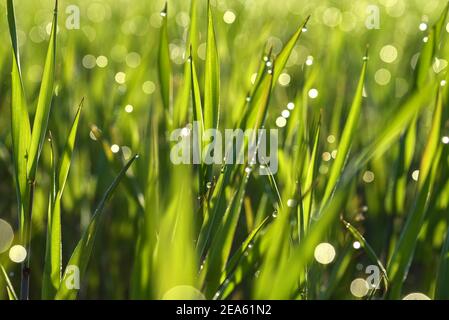 Tiges vertes de grain émergent avec des gouttes de rosée du matin. Printemps dans la campagne. La rosée tombe au soleil. Champs verts. Banque D'Images