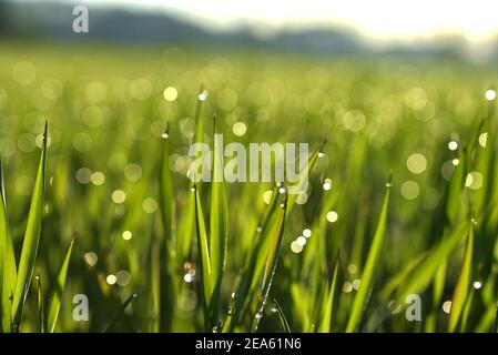 Tiges vertes de grain émergent avec des gouttes de rosée du matin. Printemps dans la campagne. La rosée tombe au soleil. Champs verts. Banque D'Images