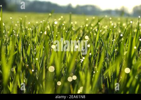 Tiges vertes de grain émergent avec des gouttes de rosée du matin. Printemps dans la campagne. La rosée tombe au soleil. Champs verts. Banque D'Images