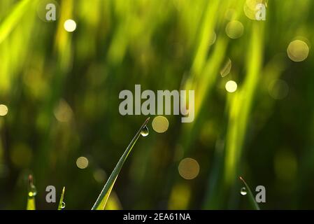 Tiges vertes de grain émergent avec des gouttes de rosée du matin. Printemps dans la campagne. La rosée tombe au soleil. Champs verts. Banque D'Images