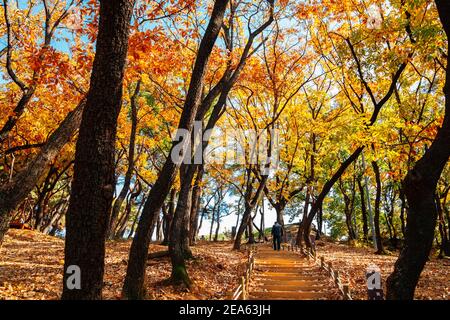 Route forestière colorée d'automne à la forteresse de Miryang Eupseong à Miryang, en Corée Banque D'Images