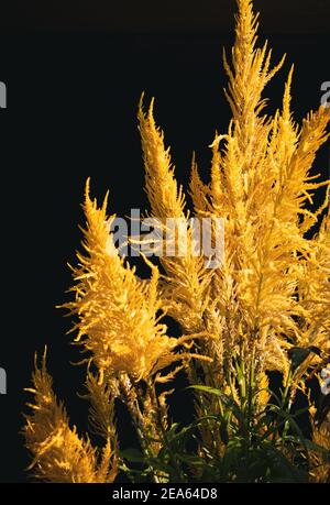 Belle fleur de blason dorée brillant dans la lumière du soir, branche isolée rapprochée. Banque D'Images