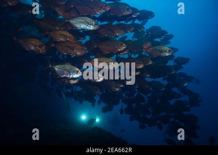 Grande école de poissons sous l'eau avec le stroboscope du plongeur dans la profondeur bleu Banque D'Images