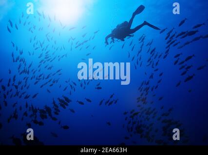 Silhouette de plongeur nagez dans la grande vue de l'école de poissons sur la surface, faire un bain de soleil Banque D'Images