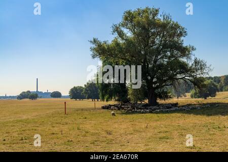 Troupeau de moutons qui se cachent de la chaleur à l'ombre de certains arbres, vu sur le bord du Rhin à Duisburg, Rhénanie-du-Nord-Westfalia, Allemagne Banque D'Images