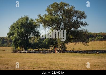 Troupeau de moutons qui se cachent de la chaleur à l'ombre de certains arbres, vu sur le bord du Rhin à Duisburg, Rhénanie-du-Nord-Westfalia, Allemagne Banque D'Images