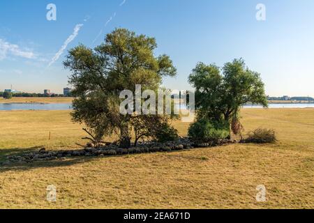 Troupeau de moutons qui se cachent de la chaleur à l'ombre de certains arbres, vu sur le bord du Rhin à Duisburg, Rhénanie-du-Nord-Westfalia, Allemagne Banque D'Images