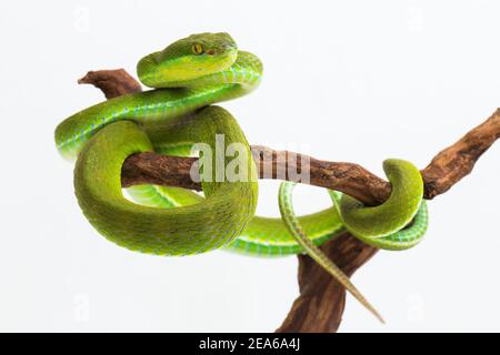 Trimeresurus insularis (Viper Island Pit à lèvres blanches) sur fond blanc Banque D'Images