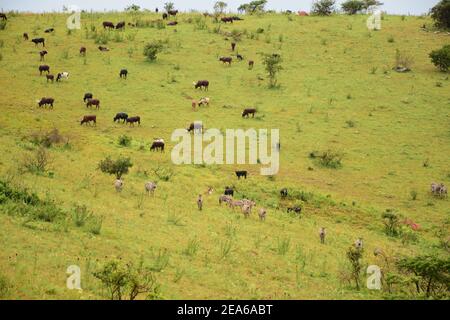 Zèbre en dehors du parc national d'Akagera pâturage avec du bétail dans une ferme à Murundi, district de Kayonza, province orientale du Rwanda Banque D'Images