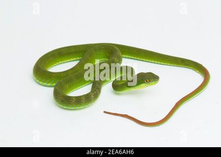 Trimeresurus insularis (Viper Island Pit à lèvres blanches) sur fond blanc Banque D'Images