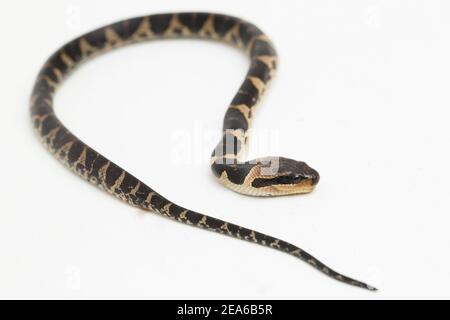 Serpent d'eau à tête de bouffée commune (Homalopsis buccata), serpent d'eau à bande ou serpent d'eau à tête de bouffée à bande isolé sur fond blanc Banque D'Images