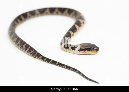 Serpent d'eau à tête de bouffée commune (Homalopsis buccata), serpent d'eau à bande ou serpent d'eau à tête de bouffée à bande isolé sur fond blanc Banque D'Images