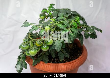 micro tomates pour la culture à la maison dans un pot sur un arrière-plan clair Banque D'Images