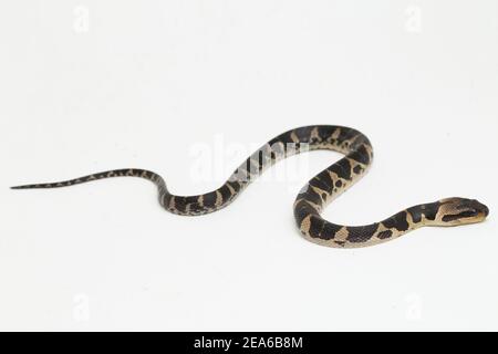 Serpent d'eau à tête de bouffée commune (Homalopsis buccata), serpent d'eau à bande ou serpent d'eau à tête de bouffée à bande isolé sur fond blanc Banque D'Images