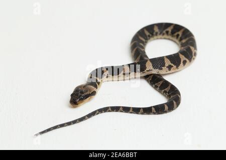 Serpent d'eau à tête de bouffée commune (Homalopsis buccata), serpent d'eau à bande ou serpent d'eau à tête de bouffée à bande isolé sur fond blanc Banque D'Images