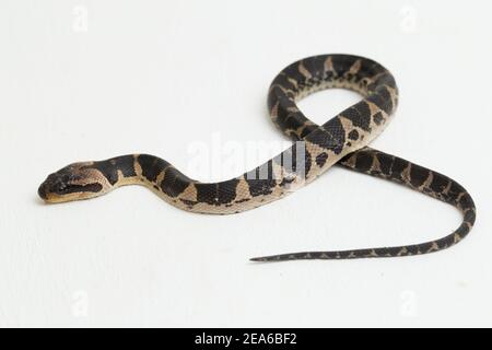 Serpent d'eau à tête de bouffée commune (Homalopsis buccata), serpent d'eau à bande ou serpent d'eau à tête de bouffée à bande isolé sur fond blanc Banque D'Images