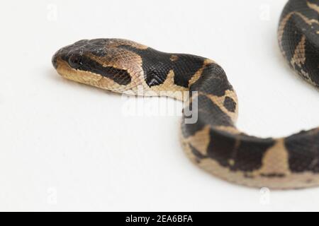 Serpent d'eau à tête de bouffée commune (Homalopsis buccata), serpent d'eau à bande ou serpent d'eau à tête de bouffée à bande isolé sur fond blanc Banque D'Images