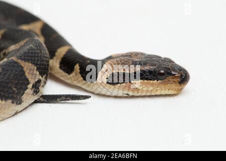 Serpent d'eau à tête de bouffée commune (Homalopsis buccata), serpent d'eau à bande ou serpent d'eau à tête de bouffée à bande isolé sur fond blanc Banque D'Images