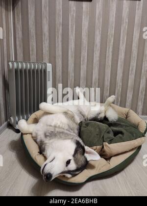 un chien husky drôle ​​lies dans son hamac sur son de retour à la maison Banque D'Images
