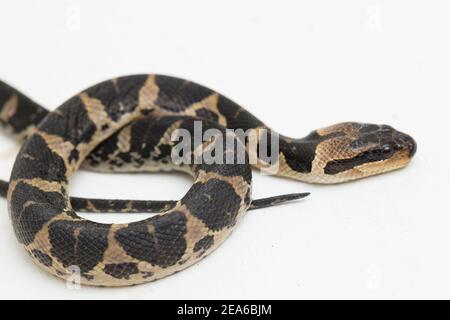 Serpent d'eau à tête de bouffée commune (Homalopsis buccata), serpent d'eau à bande ou serpent d'eau à tête de bouffée à bande isolé sur fond blanc Banque D'Images