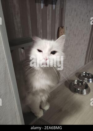 un beau chat blanc dans l'appartement se trouve sur le étape Banque D'Images