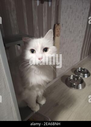 un beau chat blanc dans l'appartement se trouve sur le étape Banque D'Images