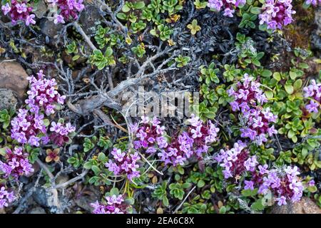 Frühblühender Thymian, Thymian, Thymus praecox, Thymus praecox subsp. Arcticus, Thymus polytrichus subsp. britannicus, Thymus arcticus, mère de thym Banque D'Images