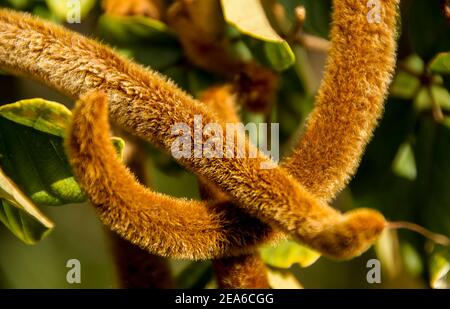 2 gousses de graines de fourrure d'un trompette d'Or brésilien, Handroanthus chrysotrichus, ( tabebuia chrysantha) jardin australien privé.Ajusté aux courbes, décoratif. Banque D'Images