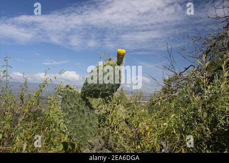 Un cactus poire en fleur avec le fond bleu du ciel. Fleur jaune Banque D'Images