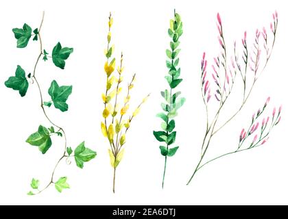Ensemble de fleurs, feuilles et branches, peinture aquarelle isolée sur blanc. Guirlande florale et herbacée. Aquarelle, illustration de la nature. Banque D'Images