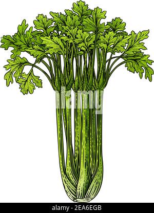 Illustration de la coupe de bois Vintage de légumes de céleri Illustration de Vecteur