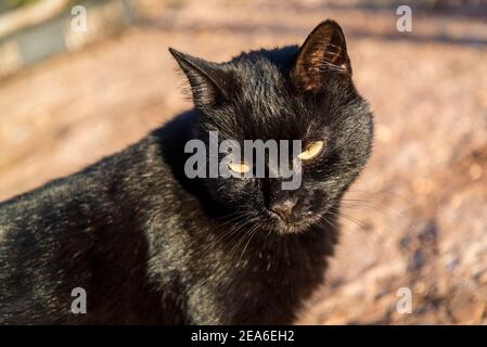 Chat noir au soleil, île d'Iz, archipel de Zadar, Dalmatie, Croatie Banque D'Images