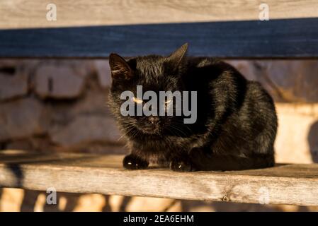 Chat noir au soleil, île d'Iz, archipel de Zadar, Dalmatie, Croatie Banque D'Images